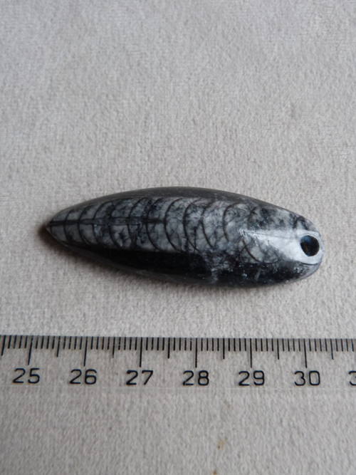 Orthoceras vrtaný - 5,6 cm — foto 4