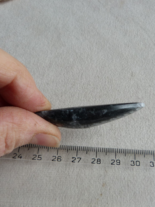 Orthoceras vrtaný - 5,6 cm — foto 5