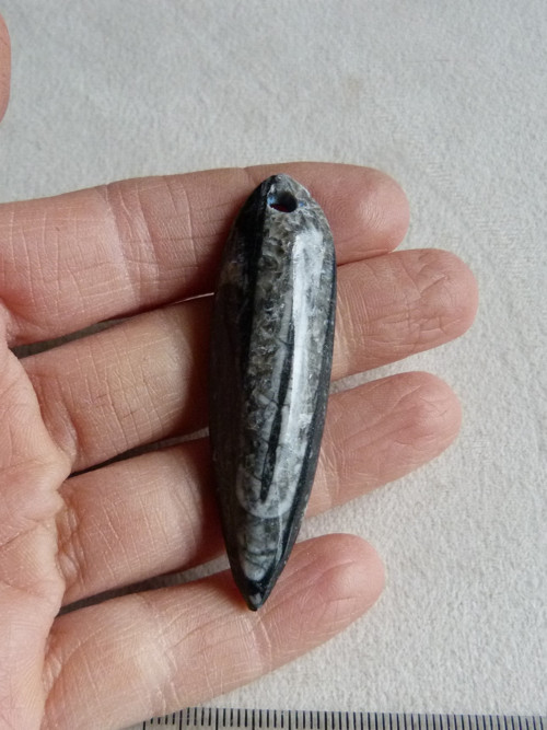 Orthoceras vrtaný - 6 cm — foto 2