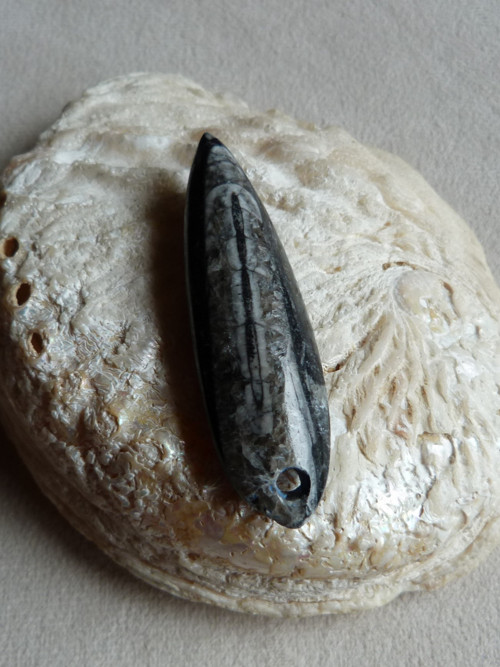 Orthoceras vrtaný - 6 cm — foto 3