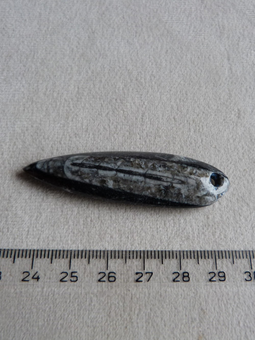 Orthoceras vrtaný - 6 cm — foto 4