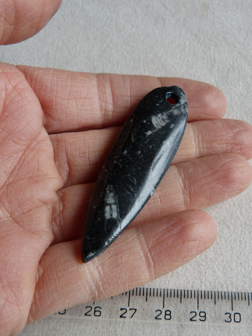 Orthoceras vrtaný - 6 cm — foto 6