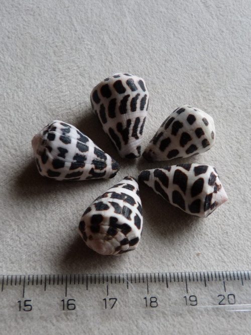 Mušličky (5/1) — foto 2