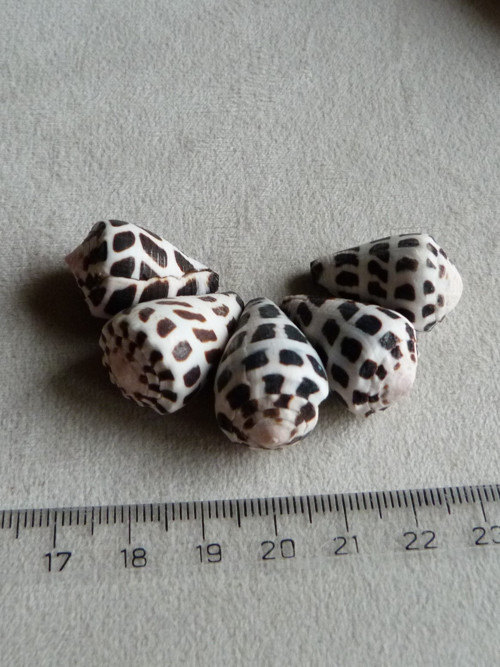 Mušličky (5/2) — foto 3
