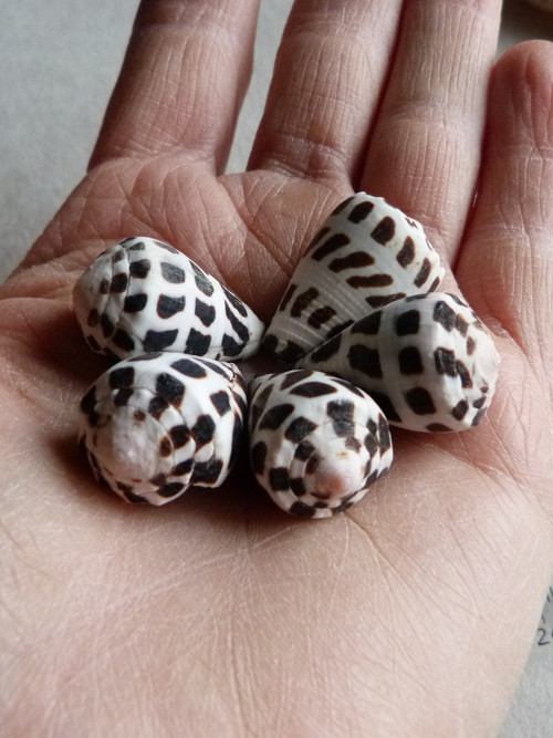 Mušličky (5/2) — foto 4