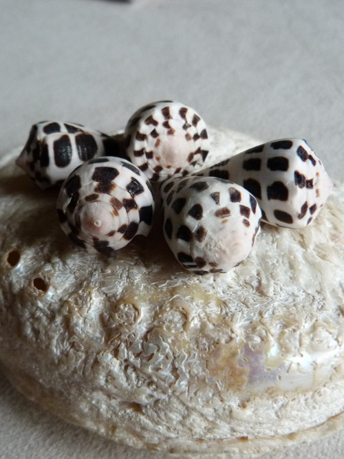 Mušličky (5/2) — foto 5