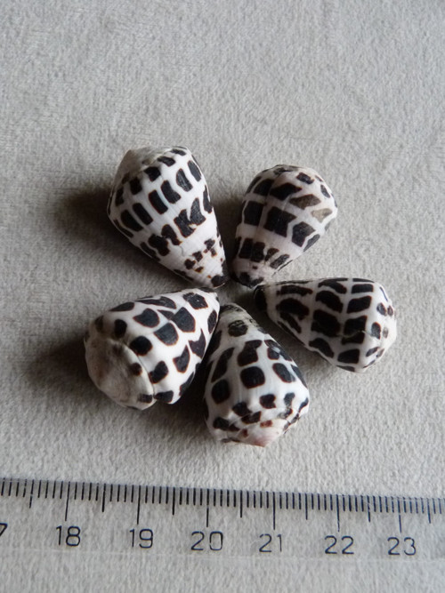 Mušličky (5/3) — foto 3
