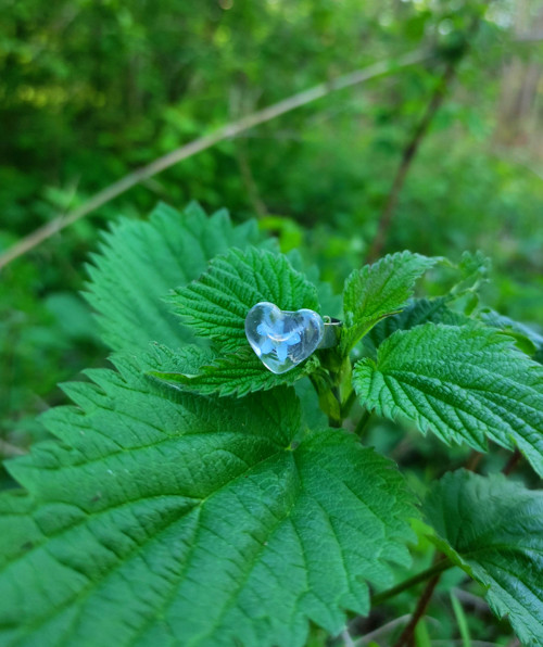 Prstýnek pomněnka — foto 3