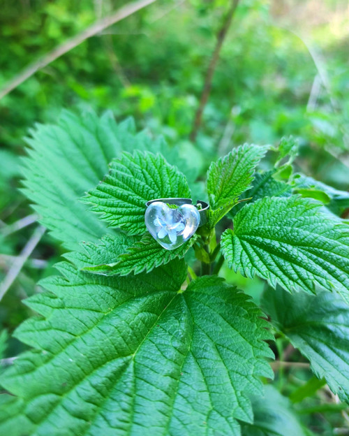 Prstýnek pomněnka — foto 5