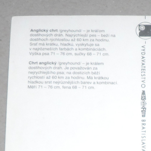 Čistá POHLEDNICE • Anglický chrt — foto 3