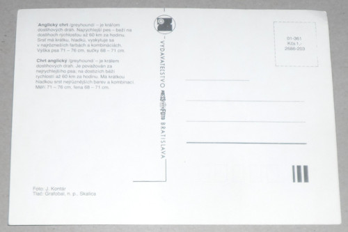 Čistá POHLEDNICE • Anglický chrt — foto 2
