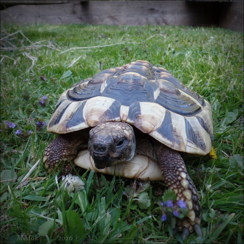 Dlouhá cesta velmi pomalým vlakem... — foto 6