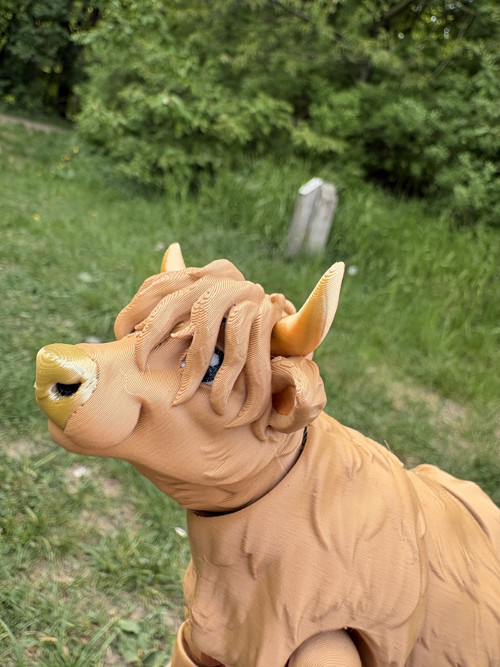 Highland kravička — foto 5
