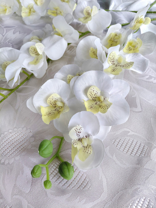 Bílá orchidej na stonku — foto 4
