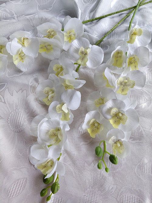 Bílá orchidej na stonku — foto 2