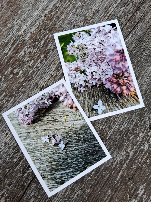 Fotografie do alba šeřík — foto 2