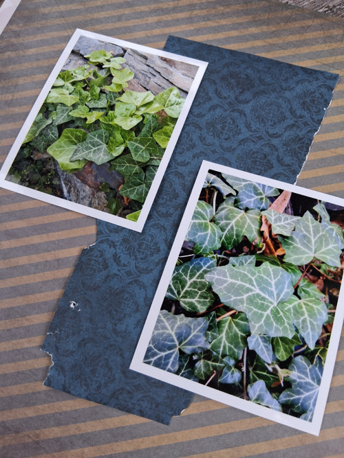 Fotografie do alba břečťan — foto 2