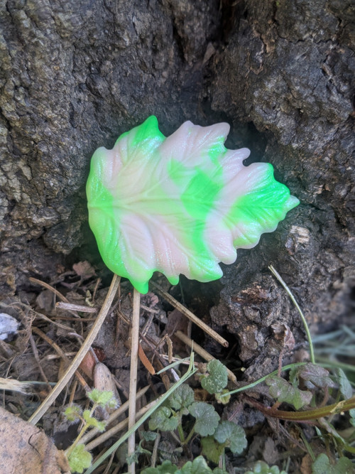 Mramorový lístek — foto 2