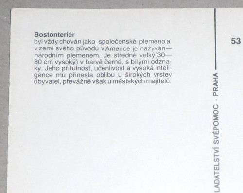 Čistá POHLEDNICE pes • Bostonteriér — foto 3