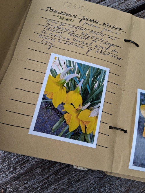 Fotografie do alba narcisy — foto 3