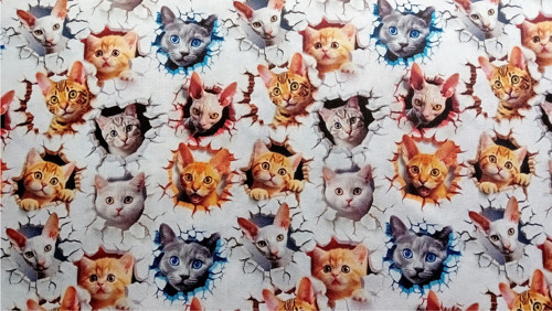 Capáčky - kočky na bílé — foto 2