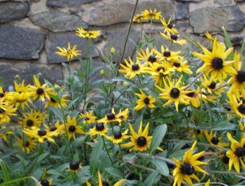 Rudbekie - třapatka — foto 2
