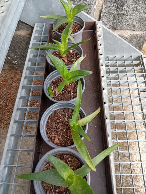 Sazeničky aloe vera — foto 2