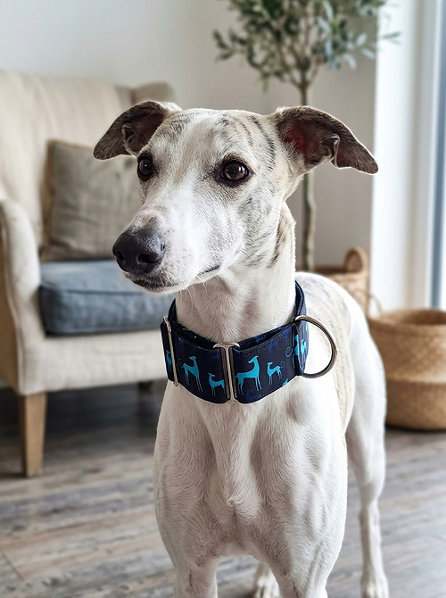 Obojek martingale - Sea Blue — foto 4