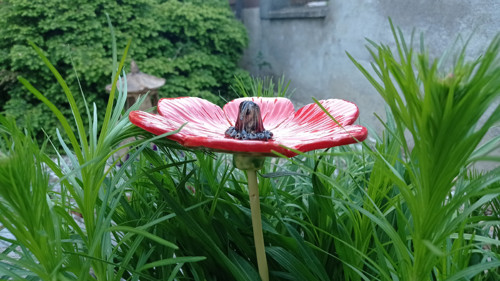 Květina - střední — foto 2