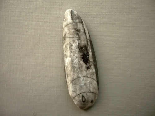 Orthoceras 53 mm, č.2f — foto 2