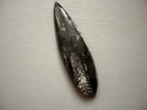 Orthoceras 55 mm, č.3f — foto 2