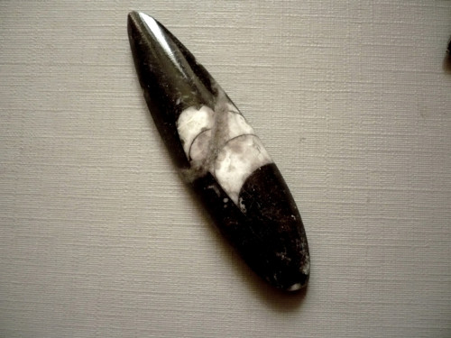 Orthoceras 61 mm, č.7f — foto 2