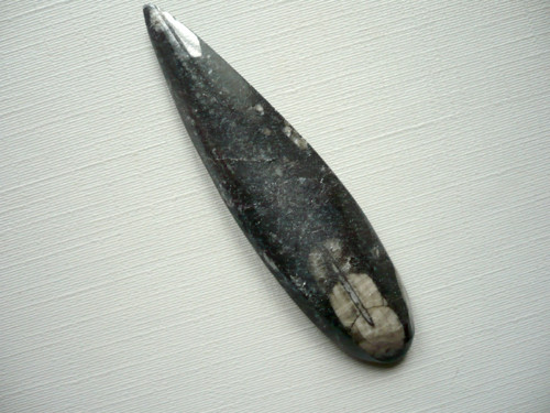 Orthoceras 59 mm, č.9f — foto 2