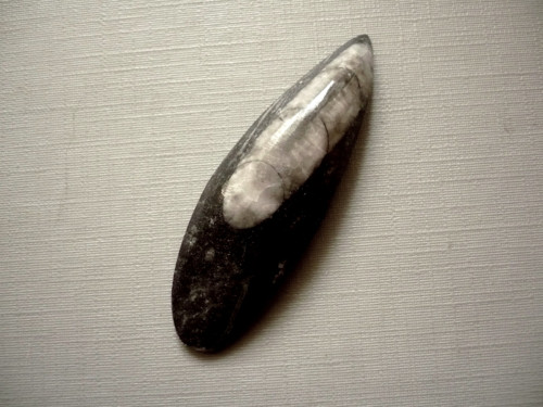 Orthoceras 53 mm, č.24f — foto 2