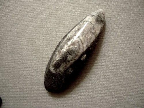 Orthoceras 52 mm, č.28f — foto 2