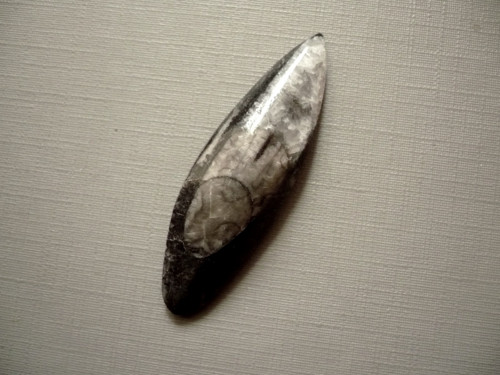 Orthoceras 50 mm, č.32f — foto 2