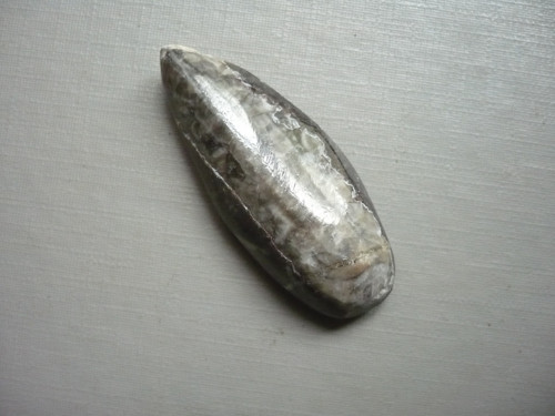 Orthoceras 39 mm, č.37f — foto 2