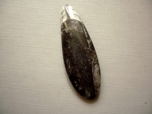 Orthoceras 50 mm, č.42f — foto 2