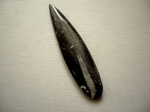 Orthoceras 60 mm, č.51f — foto 2