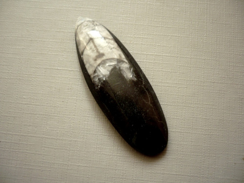 Orthoceras 53 mm, č.57f — foto 2
