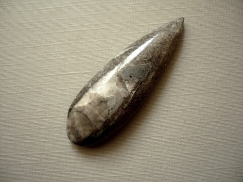 Orthoceras 49 mm, č.58f — foto 2