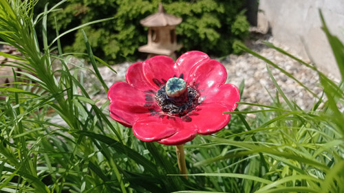 Květ vlčího máku — foto 2