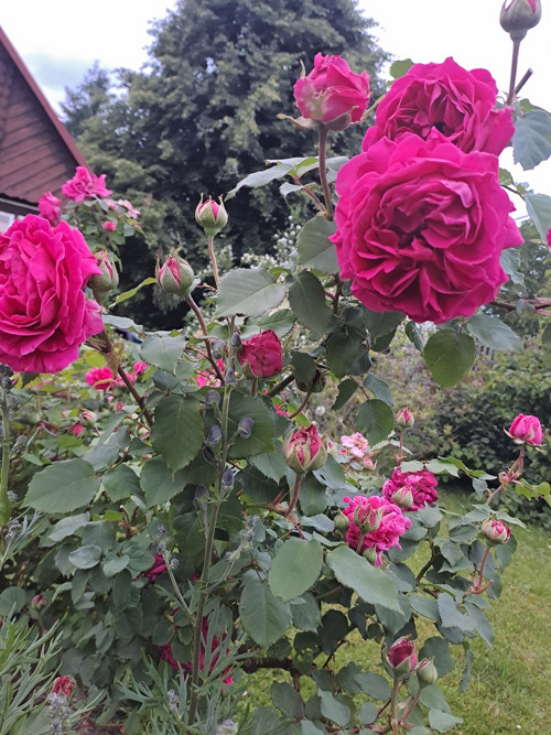 Růžový sirup — foto 2