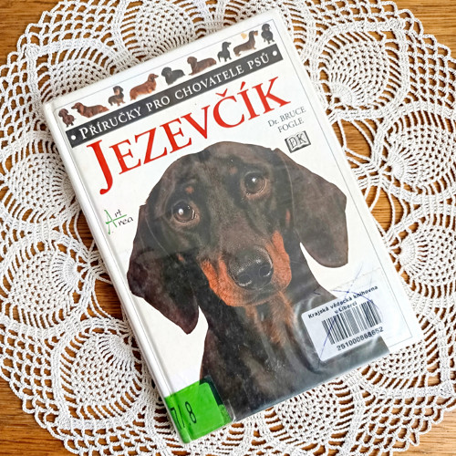 Jezevčík — foto 2
