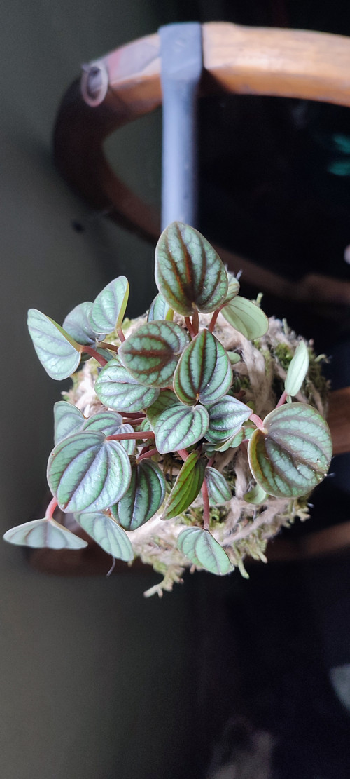 KOKEDAMA - Pepřinec — foto 3