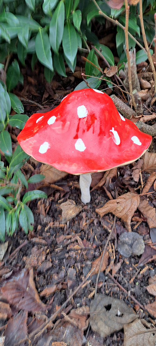 Muchomůrka veliká1 MEGA17cm průměr kloboučku — foto 3