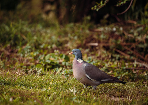 Pohlednice: Columba palumbus — foto 3