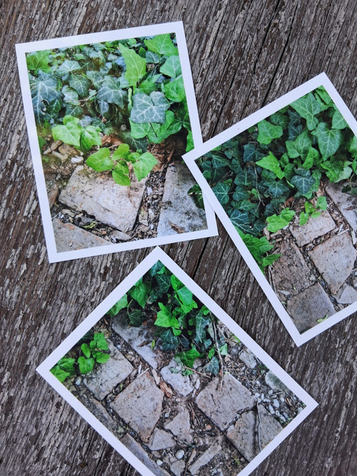 Fotografie do alba břečťan — foto 2