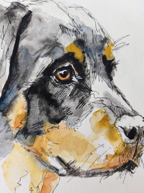 Portrét miláčika - rotweiler — foto 2