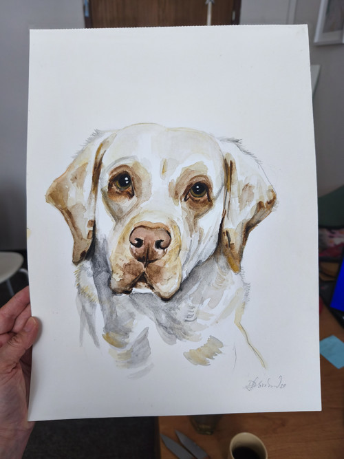 Portrét labradora — foto 4